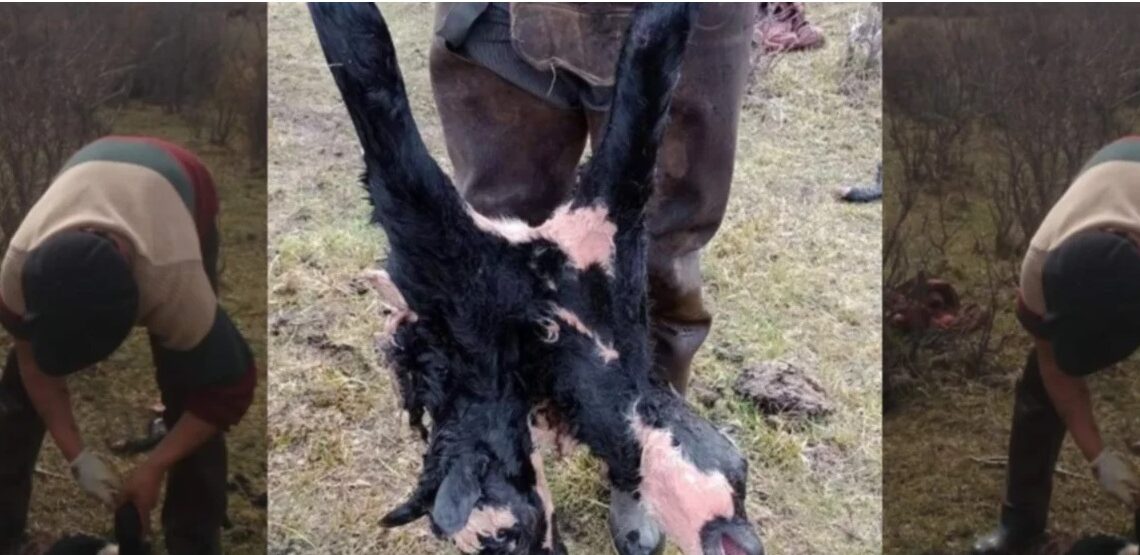 Sorpresa en Chubut: nació un ternero con dos cabezas y es el tercero en el país