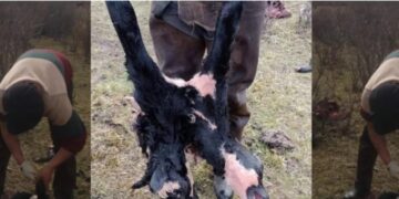 Sorpresa en Chubut: nació un ternero con dos cabezas y es el tercero en el país