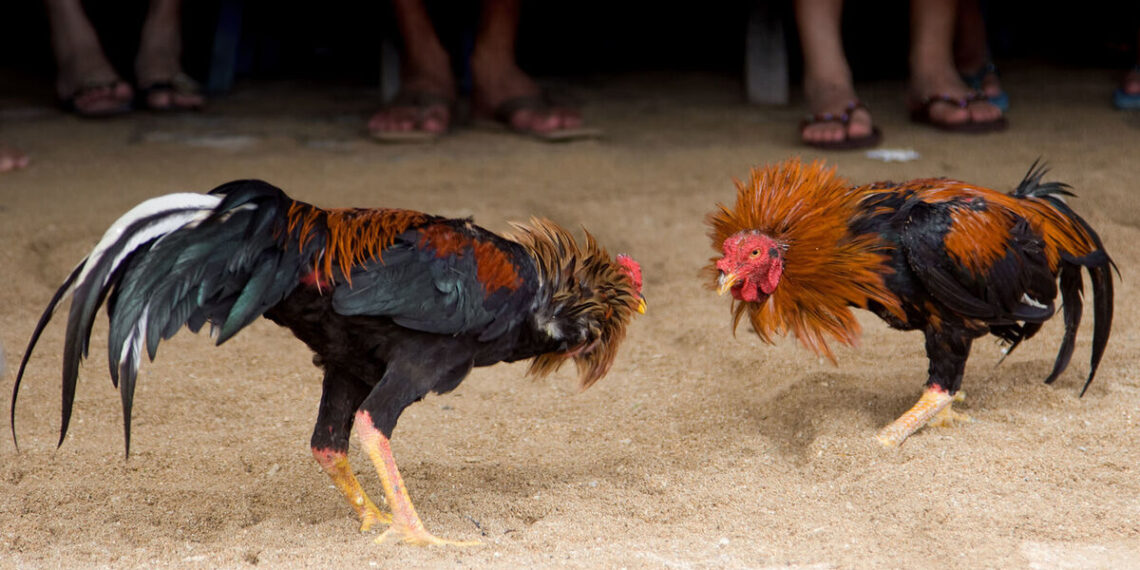 Separaron de la fuerza a un policía que participaba de riñas de gallos