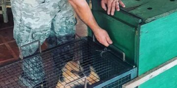 La policía puso a salvo a un oso melero que fue atacado por perros