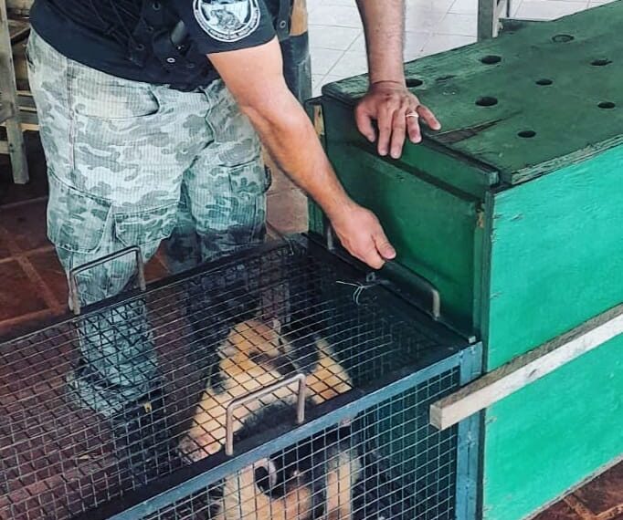 La policía puso a salvo a un oso melero que fue atacado por perros