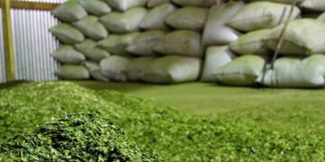 El consumo de yerba mate superó los 184 millones de kilos entre el mercado interno y exportaciones en julio