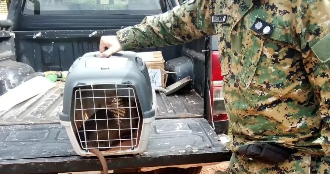 Rescatan una nutria en un barrio de Posadas y la devuelven a su hábitat