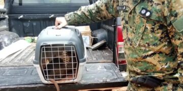 Rescatan una nutria en un barrio de Posadas y la devuelven a su hábitat