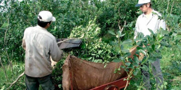 Yerba: no hubo acuerdo y el precio lo volverá a definir Nación