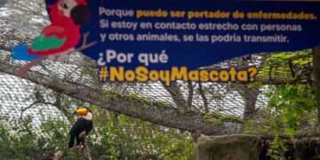 #NoSoyMascota: lanzaron una campaña para alertar sobre el tráfico de vida silvestre