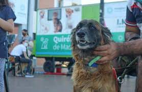 Desde el lunes comienza a funcionar en Posadas los turnos online para castrar mascotas