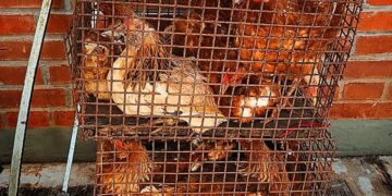 Cayó una pareja por el robo de animales de una chacra de Capioví