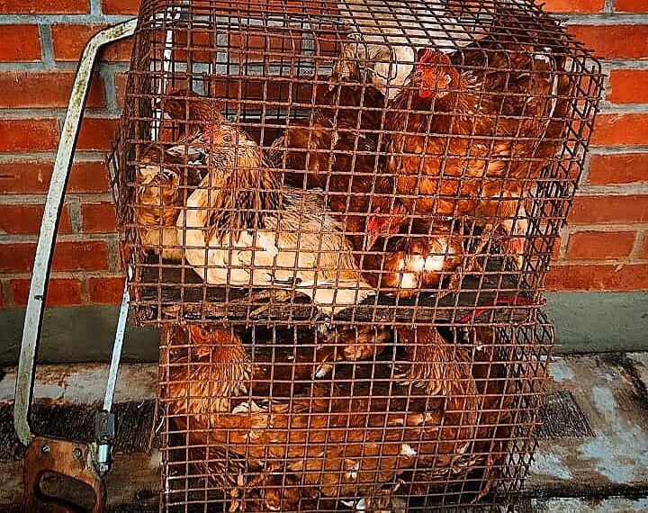 Cayó una pareja por el robo de animales de una chacra de Capioví