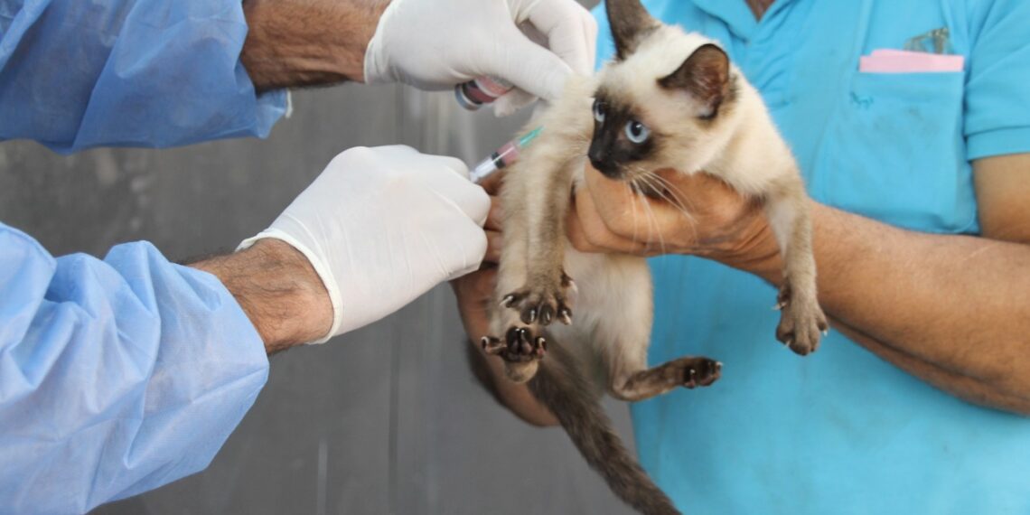 Salud de las mascotas: El IMUSA continúa con castraciones y vacunación en los barrios