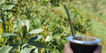 Laudo: Nación fijó los nuevos precios de la materia prima de yerba mate que se aplicará en forma progresiva