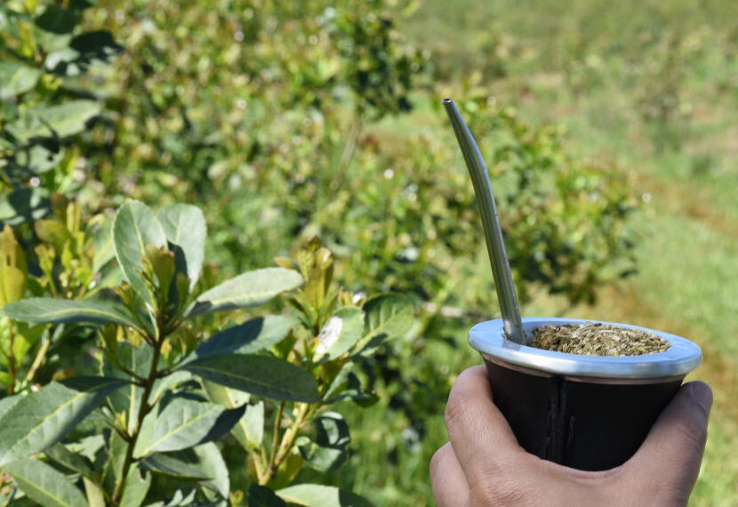 Laudo: Nación fijó los nuevos precios de la materia prima de yerba mate que se aplicará en forma progresiva