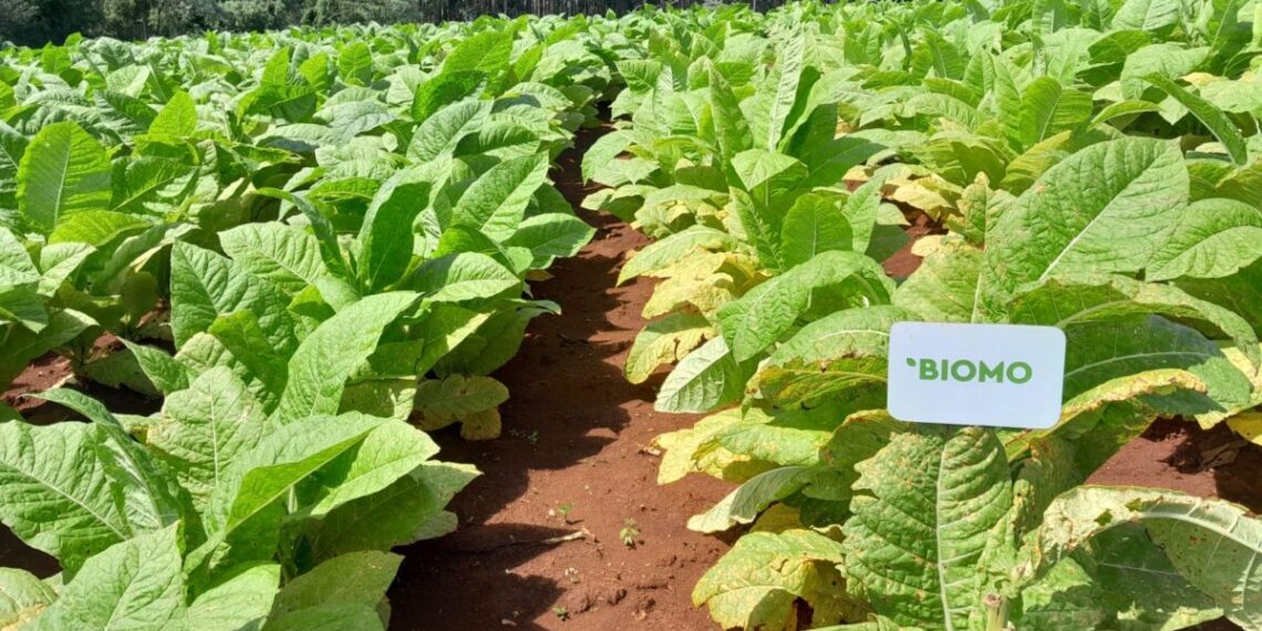 Histórica cosecha de tabaco burley producido mediante la aplicación de bioinsumos