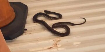 El niño mordido por una serpiente se recupera favorablemente