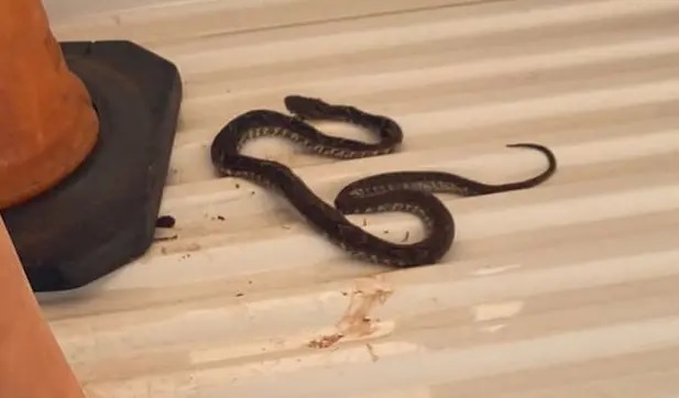 El niño mordido por una serpiente se recupera favorablemente
