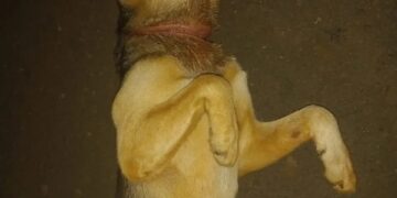 El Imusa no cumplió con la orden de un Juez de atender a un perro con signos de maltrato