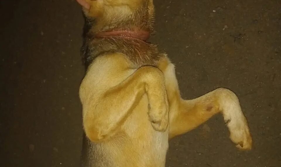 El Imusa no cumplió con la orden de un Juez de atender a un perro con signos de maltrato