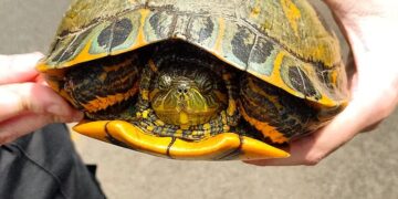 Quedó varada luego de las inundaciones: policías hallaron a una tortuga acuática en el medio de la ruta