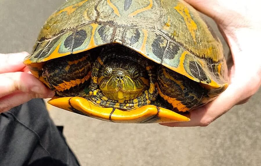 Quedó varada luego de las inundaciones: policías hallaron a una tortuga acuática en el medio de la ruta