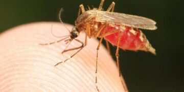 La OMS aprobó una vacuna contra la malaria desarrollada por la Universidad de Oxford