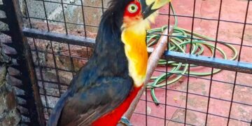 Vecinos requirieron a la Policía para resguardar a un tucán bicolor en peligro de extinción