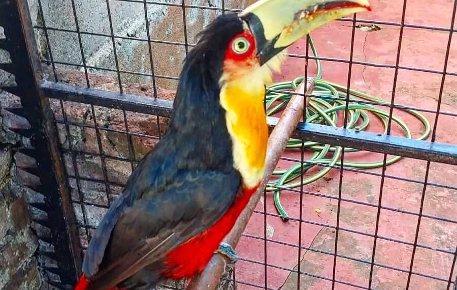 Vecinos requirieron a la Policía para resguardar a un tucán bicolor en peligro de extinción