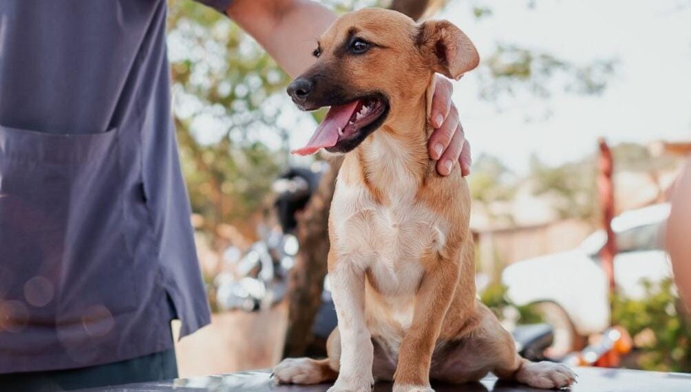El IMuSA continúa descentralizado servicios para el bienestar animal