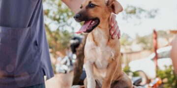 El IMuSA continúa descentralizado servicios para el bienestar animal