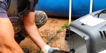 Por las inundaciones aparecieron animales silvestres en Posadas y Garupá: fueron rescatados por policías