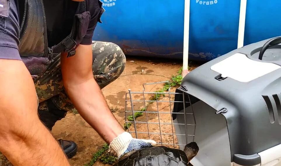 Por las inundaciones aparecieron animales silvestres en Posadas y Garupá: fueron rescatados por policías