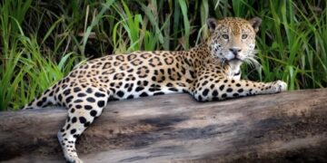 Día mundial del Yaguareté: esperanza para una especie en peligro crítico de extinción