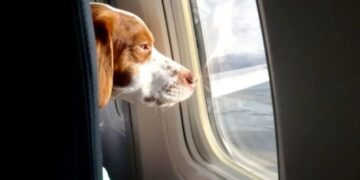 Cómo funciona el nuevo sistema digital para viajar con mascotas al exterior
