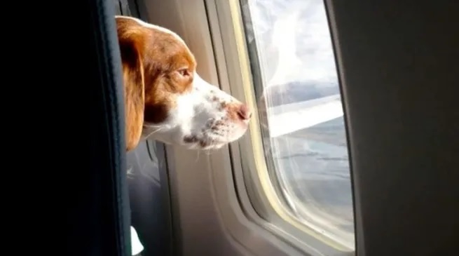 Cómo funciona el nuevo sistema digital para viajar con mascotas al exterior