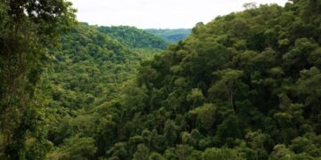 Aprueban crédito de 15 millones de dólares para la preservación y conservación de la Selva Misionera