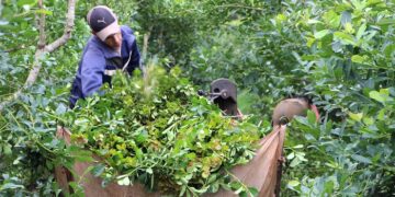 Misiones contará con un instituto provincial de la yerba mate
