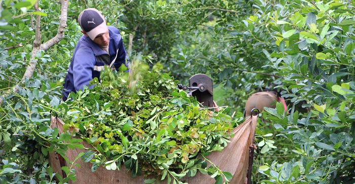 Misiones contará con un instituto provincial de la yerba mate