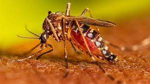 En 2023 se registraron más de 134.000 casos de dengue y 68 muertes en el país
