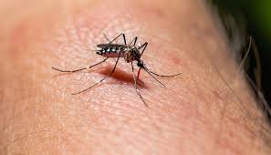 Posadas: intensifican el operativo contra el dengue en los barrios