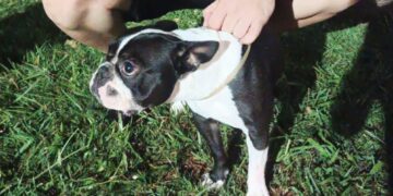 Emotivo reencuentro: “Luna” la bulldog francés robada fue recuperada por la Policía y volvió con su dueña