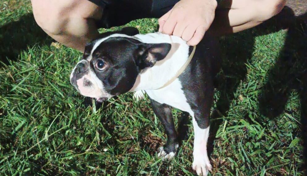 Emotivo reencuentro: “Luna” la bulldog francés robada fue recuperada por la Policía y volvió con su dueña