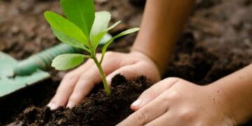 Día Mundial del Suelo: la importancia de su conservación para la salud del planeta y las personas