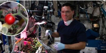 Apareció el primer tomate cosechado fuera de la tierra: lo habían perdido en la Estación Espacial de la NASA