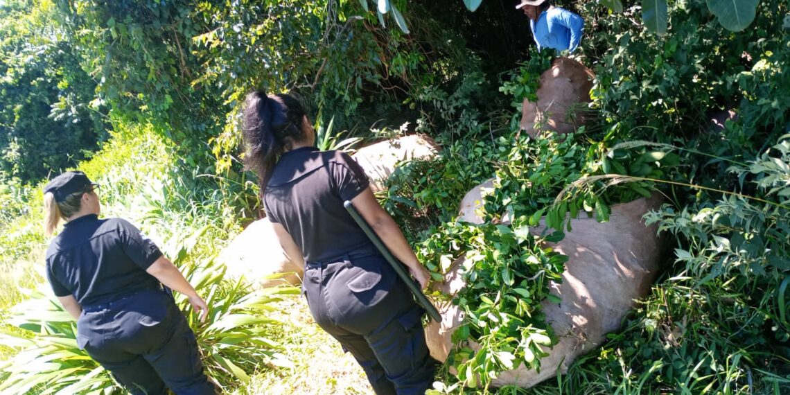 La Policía evitó el robo de más de 600 Kilos de hojas de yerba mate a un colono