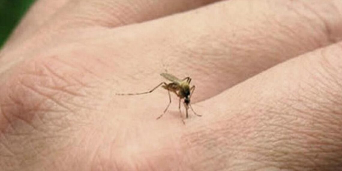 Ante síntomas compatibles con Dengue recomiendan concurrir a los Caps o consultar con Alegramed