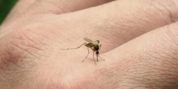 Ante síntomas compatibles con Dengue recomiendan concurrir a los Caps o consultar con Alegramed