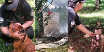 Tres perros atrapados en un incendio fueron rescatados por la Policía
