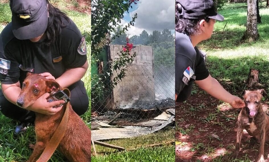Tres perros atrapados en un incendio fueron rescatados por la Policía