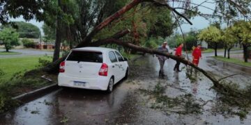 Temporal causó serios daños en varios municipios con caída de árboles y postes