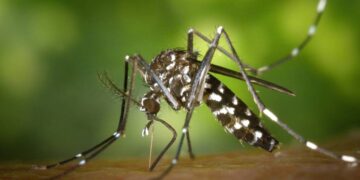 Dengue en Argentina: el 94,4% de los casos entre julio y enero se notificaron en la región NEA