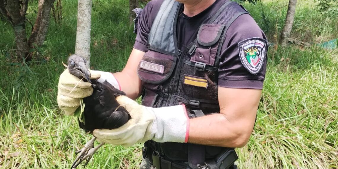 Policías de Medioambiente resguardaron a especies silvestres en peligro